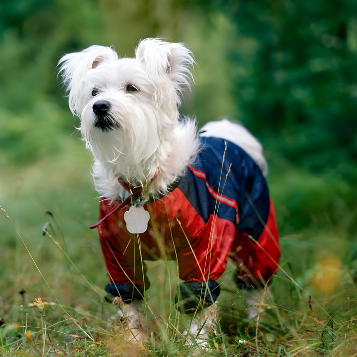 Stylish Clothing For Happy Pets