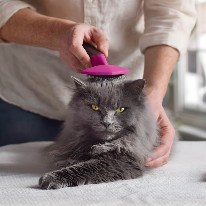 Essential Grooming Tips For Pets