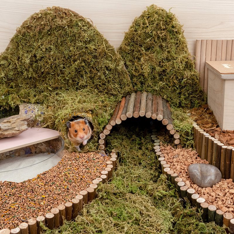 Oak Cork Dust-Free Djungarian Hamster Bedding Cage Supplies